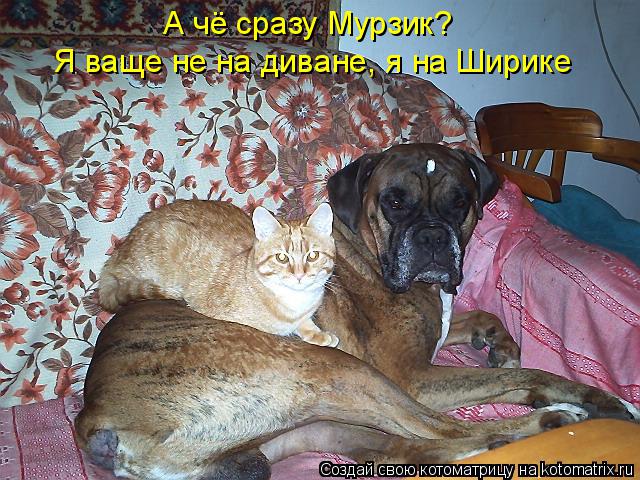 Котоматрица: А чё сразу Мурзик? Я ваще не на диване, я на Ширике