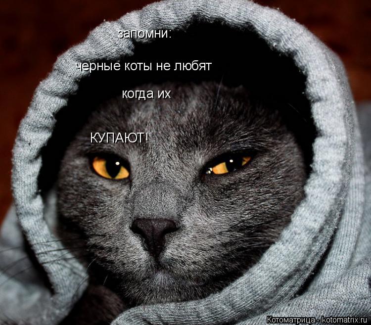 Котоматрица: запомни:  черные коты не любят  когда их КУПАЮТ!