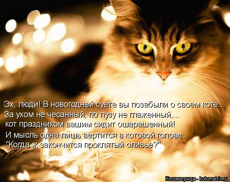 Котоматрица: Эх, люди! В новогодней суете вы позабыли о своем коте... За ухом не чесанный, по пузу не глаженный,... кот праздником вашим сидит ошарашенный! И 