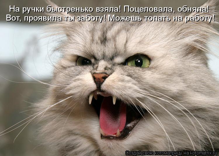 На ручки быстренько взяла! Поцеловала, обняла! Вот, проявила ты заботу! Можешь топать на работу!... Котоматрица: На ручки быстренько взяла! Поцеловала, обняла! Вот, проявила ты заботу! Можешь топать на работу!