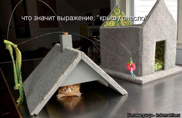 Котоматрица: что значит выражение: "крышу снесло"