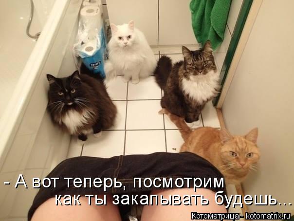 - А вот теперь, посмотрим как ты закапывать будешь...... Котоматрица: - А вот теперь, посмотрим как ты закапывать будешь...