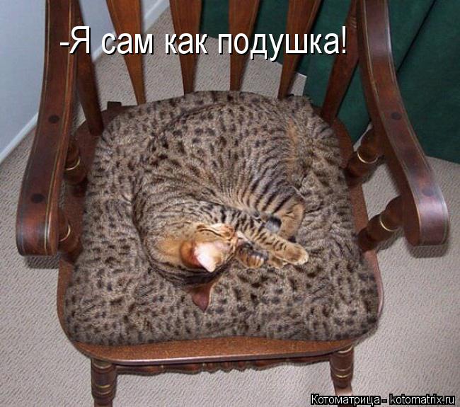Котоматрица: -Я сам как подушка!