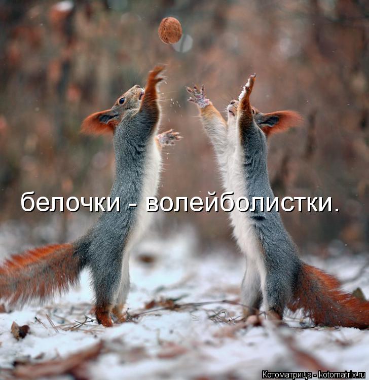 Котоматрица: белочки - волейболистки.