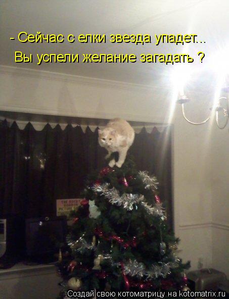 - Сейчас с елки звезда упадет... Вы успели желание загадать ?... Котоматрица: - Сейчас с елки звезда упадет... Вы успели желание загадать ?