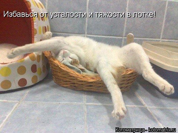 Котоматрица: Избавься от усталости и тяжости в лотке!