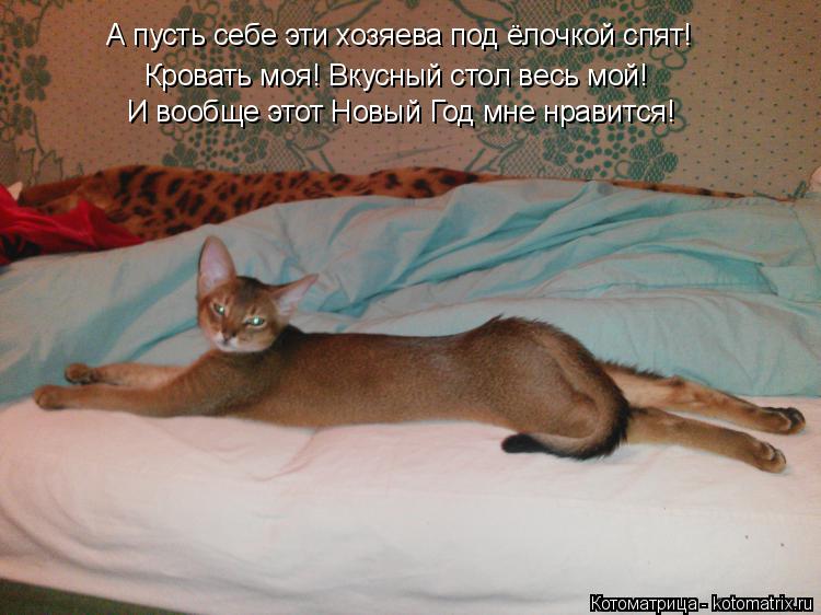 Котоматрица: А пусть себе эти хозяева под ёлочкой спят!  Кровать моя! Вкусный стол весь мой! И вообще этот Новый Год мне нравится!
