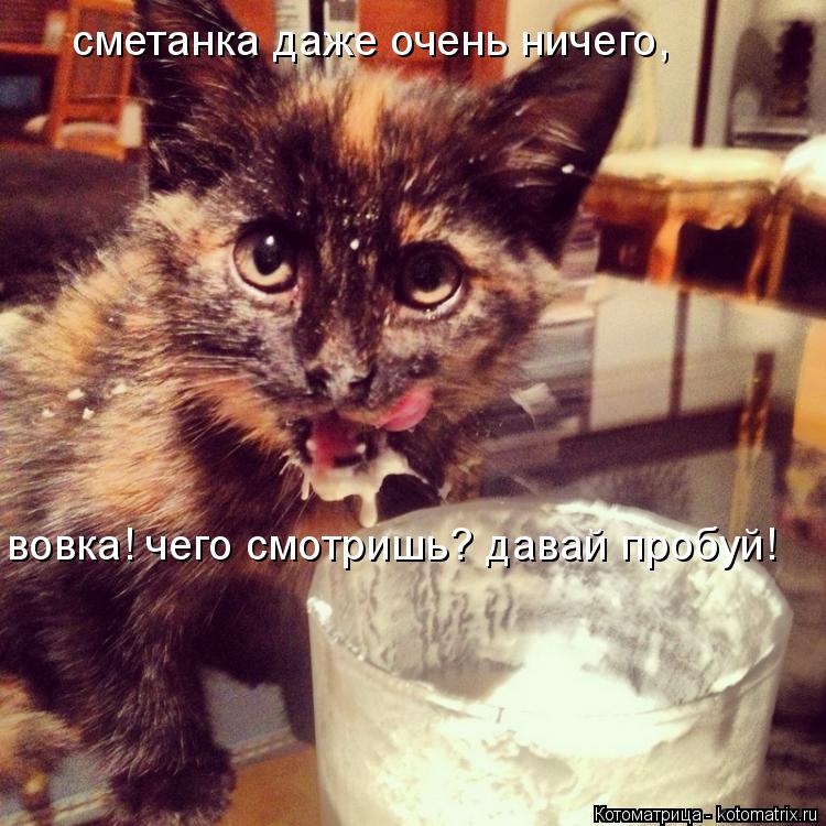Котоматрица: сметанка даже очень ничего, вовка! чего смотришь? давай пробуй!
