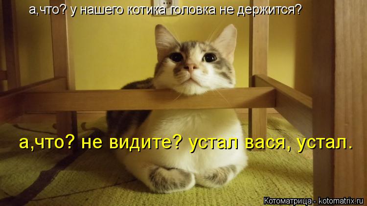 Котоматрица: а,что? у нашего котика головка не держится? а,что? не видите? устал вася, устал.