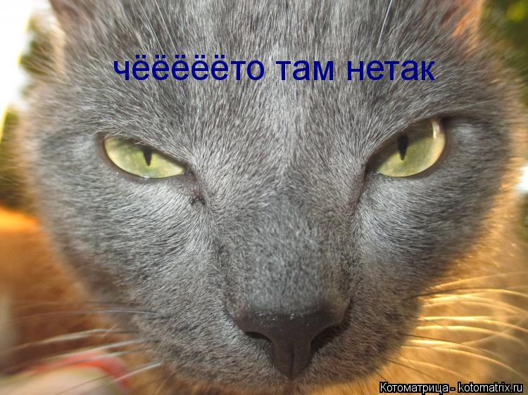 чёёёёёто там нетак... Котоматрица: чёёёёёто там нетак