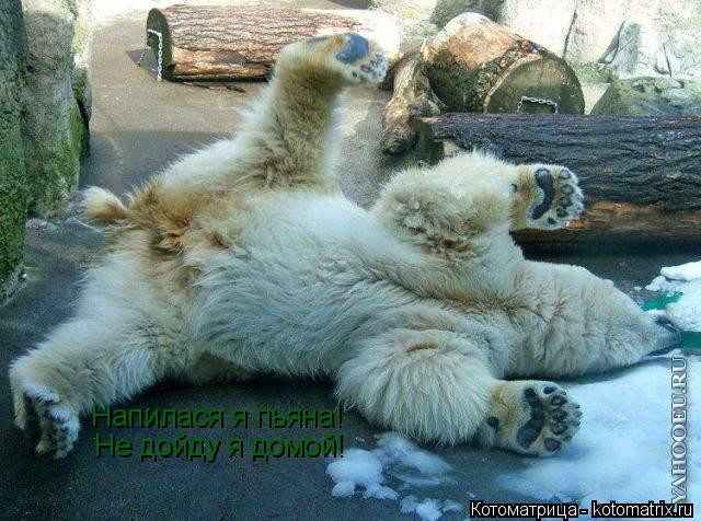 Напилася я пьяна! Не дойду я домой!... Котоматрица: Напилася я пьяна! Не дойду я домой!