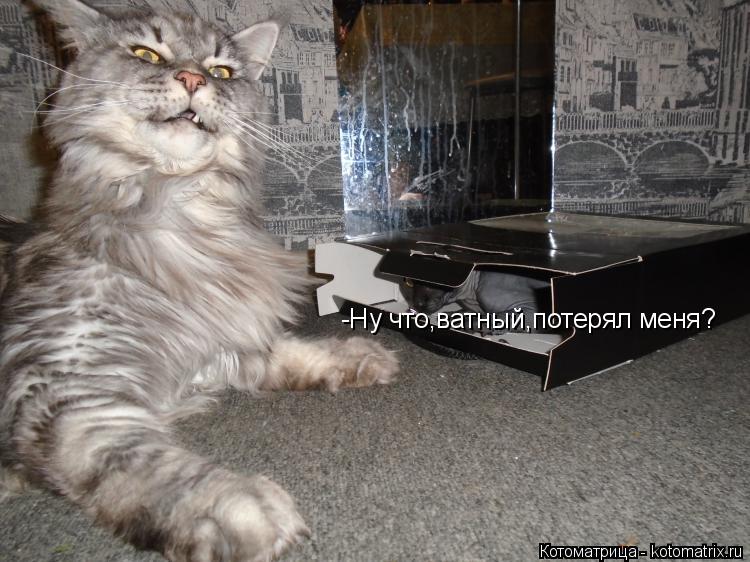 Котоматрица: -Ну что,ватный,потерял меня?