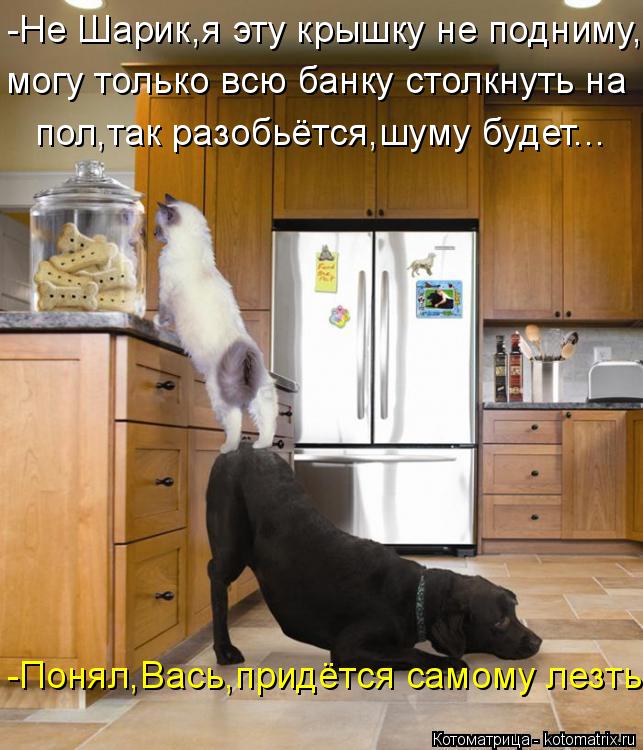 Котоматрица: -Не Шарик,я эту крышку не подниму, могу только всю банку столкнуть на пол,так разобьётся,шуму будет... -Понял,Вась,придётся самому лезть