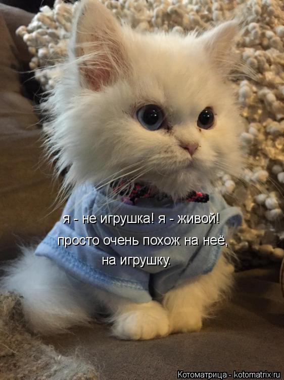 Котоматрица: я - не игрушка! я - живой! просто очень похож на неё, на игрушку.