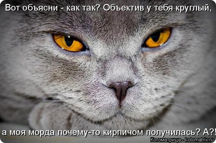 Вот объясни - как так? Объектив у тебя круглый, а моя морда почему-то кирпичом получилась? А?!... Котоматрица: Вот объясни - как так? Объектив у тебя круглый, а моя морда почему-то кирпичом получилась? А?!