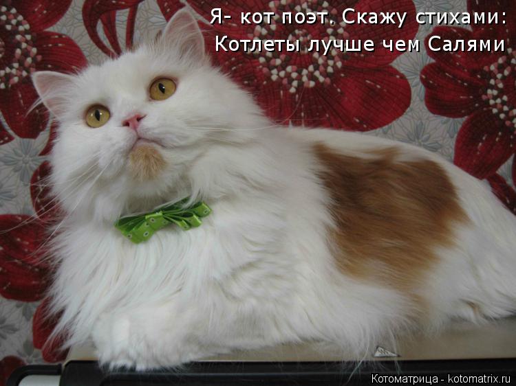 Котоматрица: Я- кот поэт. Скажу стихами: Котлеты лучше чем Салями
