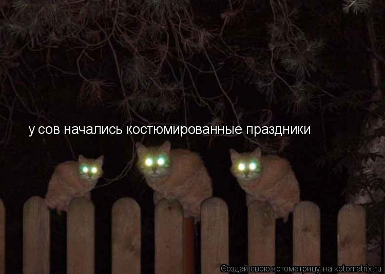 Котоматрица: у сов начались костюмированные праздники