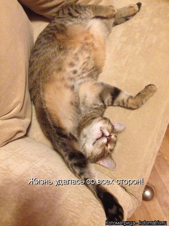 Жизнь удалась со всех сторон!... Котоматрица: Жизнь удалась со всех сторон!