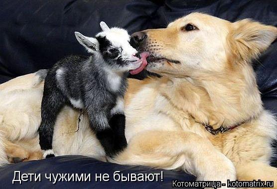 Котоматрица: Дети чужими не бывают!