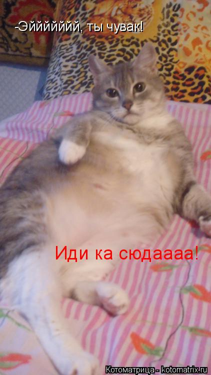 -Эййййййй, ты чувак! Иди ка сюдаааа!... Котоматрица: -Эййййййй, ты чувак! Иди ка сюдаааа!