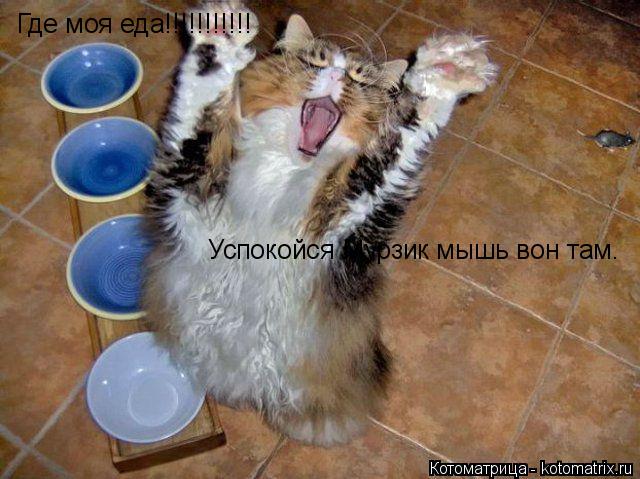 Где моя еда!!!!!!!!!!! Успокойся Мурзик мышь вон там.... Котоматрица: Где моя еда!!!!!!!!!!! Успокойся Мурзик мышь вон там.
