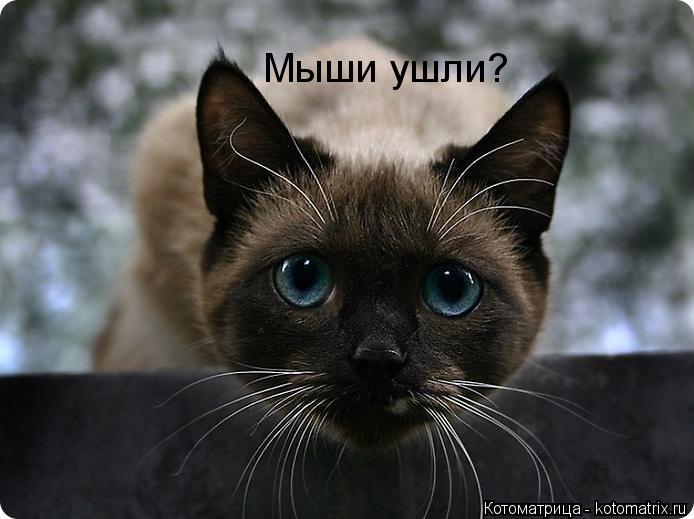 Котоматрица: Мыши ушли?