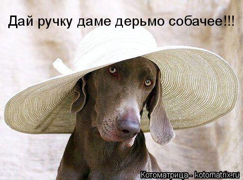 Дай ручку даме дерьмо собачее!!!... Котоматрица: Дай ручку даме дерьмо собачее!!!