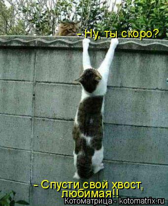 Котоматрица: - Ну, ты скоро? - Спусти свой хвост,  любимая!!