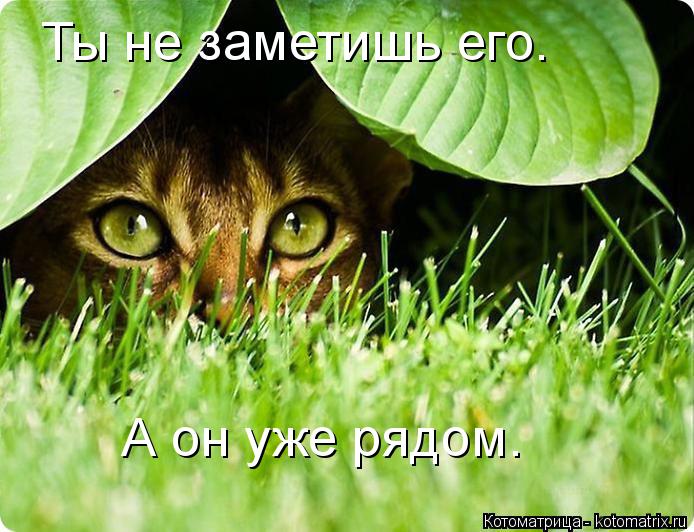 Ты не заметишь его. А он уже рядом.... Котоматрица: Ты не заметишь его. А он уже рядом.