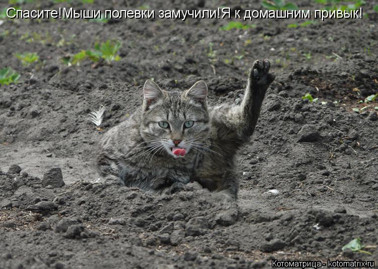 Спасите!Мыши полевки замучили!Я к домашним привык!... Котоматрица: Спасите!Мыши полевки замучили!Я к домашним привык!