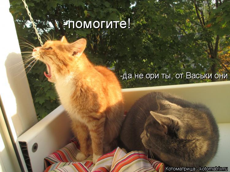 Котоматрица: -помогите! -да не ори ты, от Васьки они