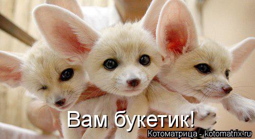 Вам букетик!... Котоматрица: Вам букетик!