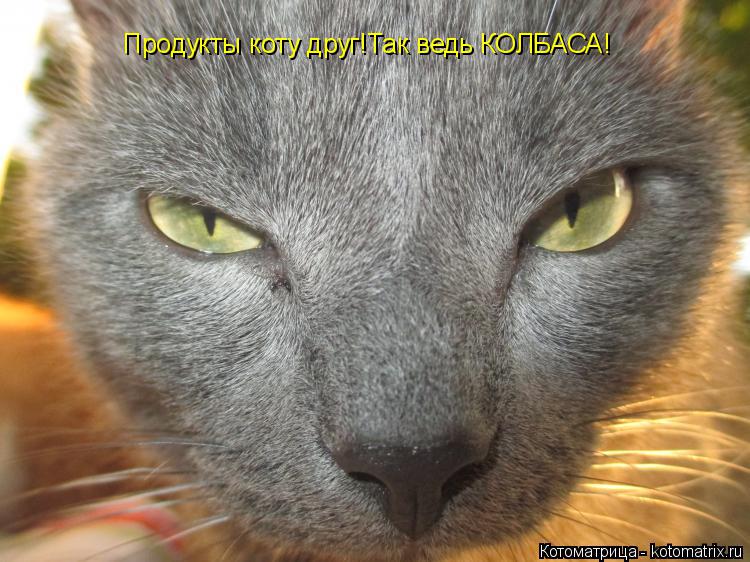 Продукты коту друг!Так ведь КОЛБАСА!... Котоматрица: Продукты коту друг!Так ведь КОЛБАСА!