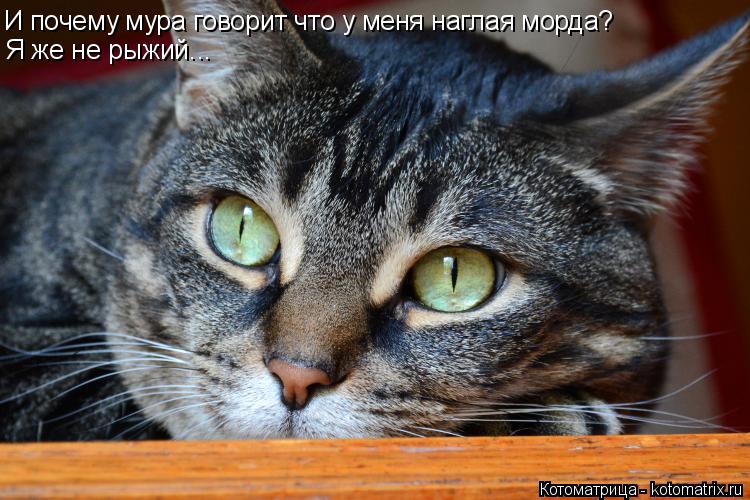 И почему мура говорит что у меня наглая морда? Я же не рыжий...... Котоматрица: И почему мура говорит что у меня наглая морда? Я же не рыжий...