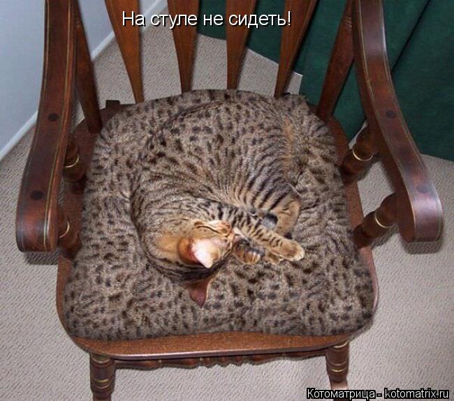 На стуле не сидеть!... Котоматрица: На стуле не сидеть!
