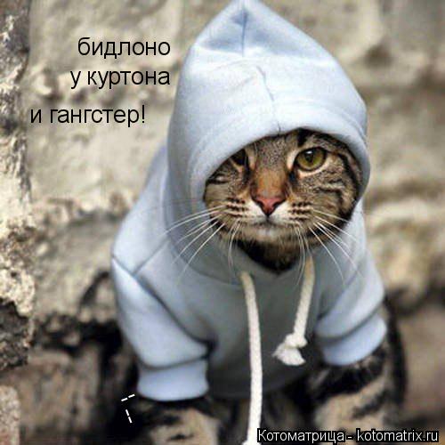 Котоматрица: бидлоно у куртона и гангстер! -- --