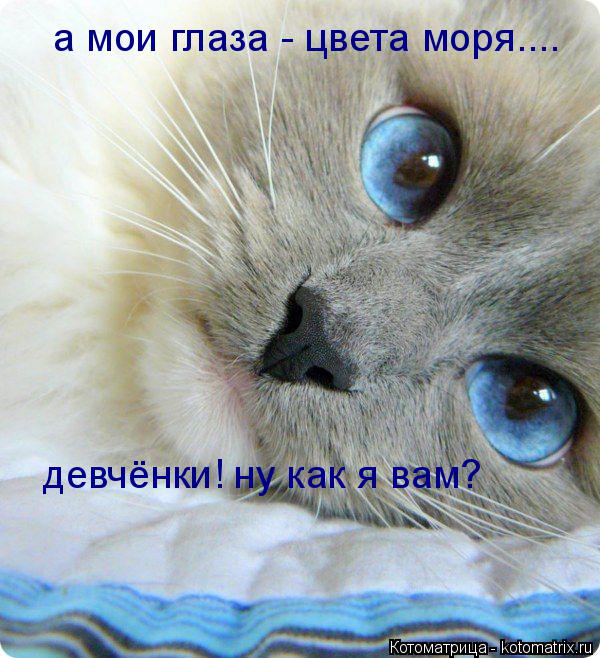 а мои глаза - цвета моря.... девчёнки! ну как я вам?... Котоматрица: а мои глаза - цвета моря.... девчёнки! ну как я вам?