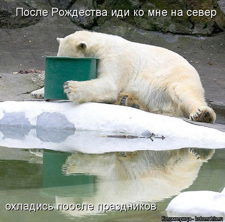 Котоматрица: После Рождества иди ко мне на север охладись поосле праздников