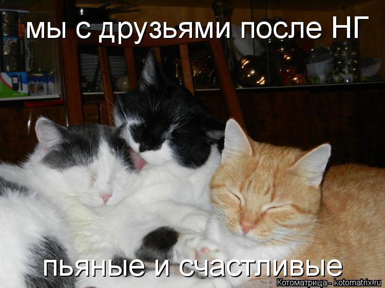 мы с друзьями после НГ пьяные и счастливые... Котоматрица: мы с друзьями после НГ пьяные и счастливые