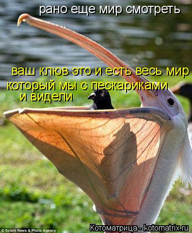 рано еще мир смотреть ваш клюв это и есть весь мир который мы с пескариками и видели... Котоматрица: рано еще мир смотреть ваш клюв это и есть весь мир который мы с пескариками и видели