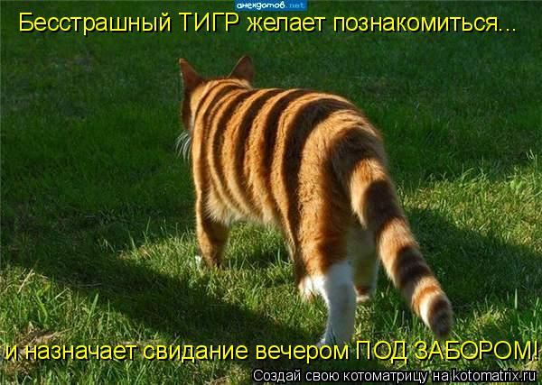 Котоматрица: Бесстрашный ТИГР желает познакомиться... и назначает свидание вечером ПОД ЗАБОРОМ!