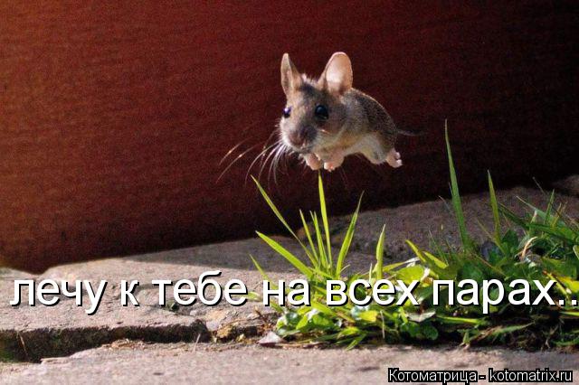 Котоматрица: лечу к тебе на всех парах...