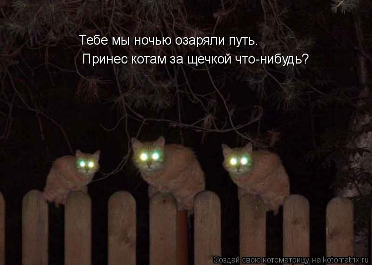 Котоматрица: Тебе мы ночью озаряли путь. Принес котам за щечкой что-нибудь?