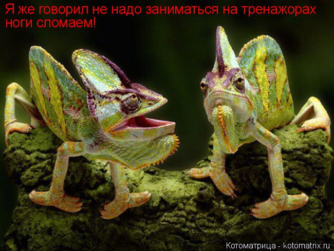 Я же говорил не надо заниматься на тренажорах ноги сломаем!... Котоматрица: Я же говорил не надо заниматься на тренажорах ноги сломаем!