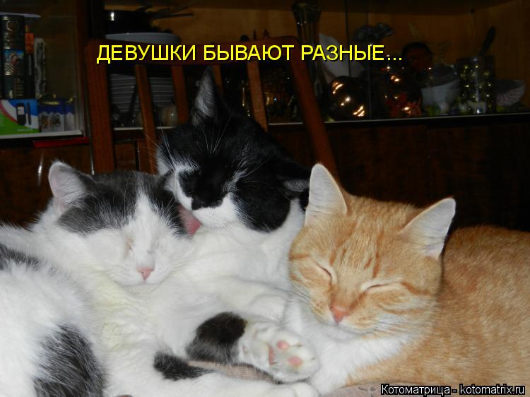 Котоматрица: ДЕВУШКИ БЫВАЮТ РАЗНЫЕ...