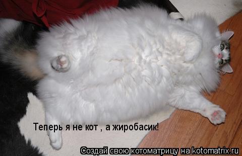 Теперь я не кот , а жиробасик!... Котоматрица: Теперь я не кот , а жиробасик!