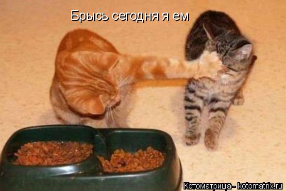 Брысь сегодня я ем... Котоматрица: Брысь сегодня я ем