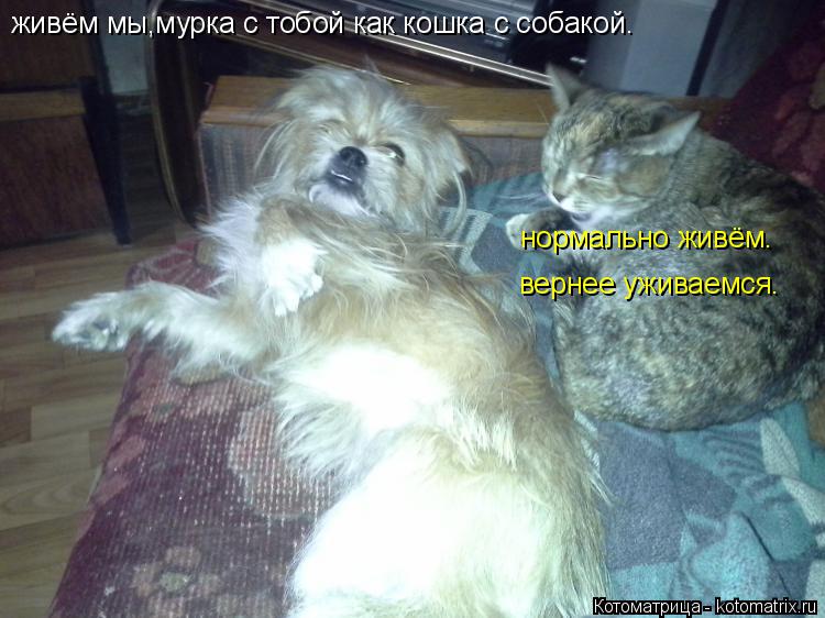 Котоматрица: живём мы,мурка с тобой как кошка с собакой. нормально живём. вернее уживаемся.
