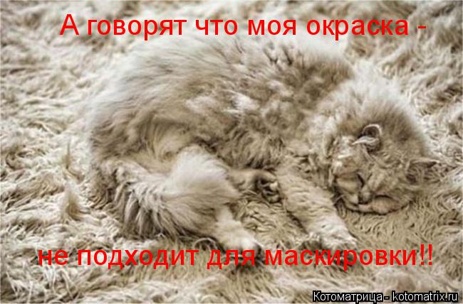 Котоматрица: А говорят что моя окраска -  не подходит для маскировки!!
