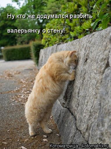 Котоматрица: Ну кто же додумался разбить валерьянку о стену!